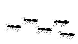 ジャカルタで至る所に行列を作る蟻。アリの駆除には「アリメツ」が効く！